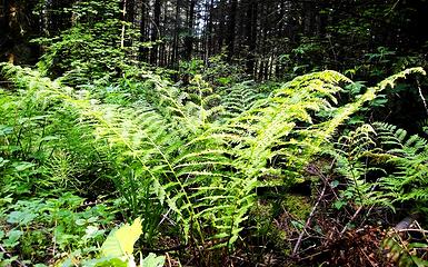 LADY FERN OF THE FOREST
