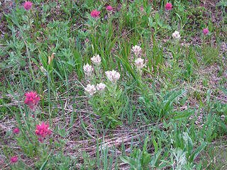 Pink paintbrush