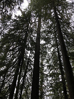 The Sultan River Canyon Trail 3/24/19