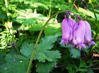 BLEEDING HEART LOOKING TIRED