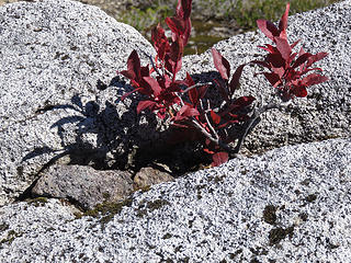 huckleberry bushlet growing in a crevice..... "soil is over rated"