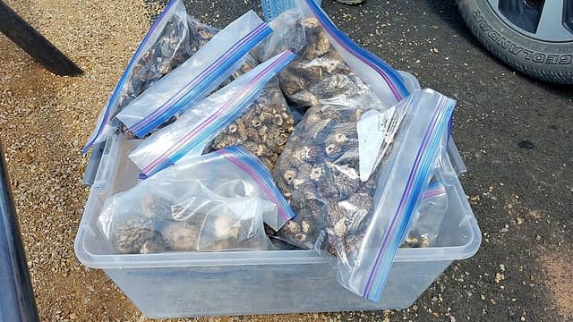 14 gallon bags full of dried shrooms, at least a pound each, not bad for a day's work