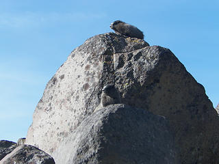 Marmots