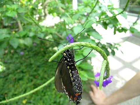 Butterfly