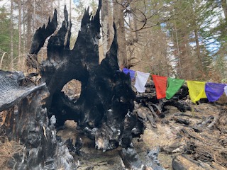 Other-worldly combination of burned stump and tibetan prayer flags