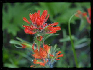 Indian Paintbrush