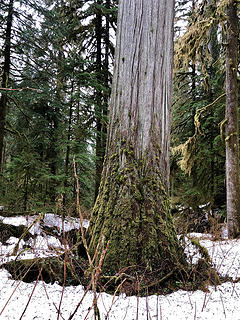 The Sultan River Canyon Trail 3/24/19