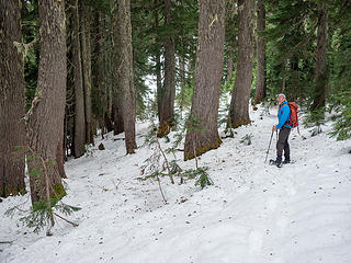 Some big trees