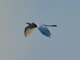 Heron on the downstroke