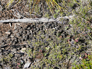 Evidence of animals near rocky knoll just off Shriner Peak trail.