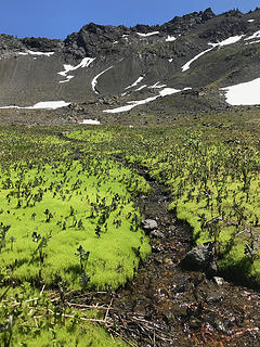Moss and coltsfoot in the Kidney Lakes basin