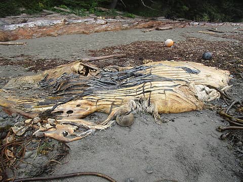 Whale carcass