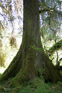 This fluted Sitka Spruce trunk forms a sturdy base to hold up its tall crown.