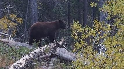 The bear prowling around Bench Creek