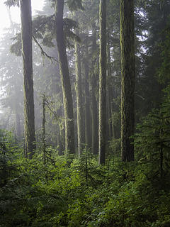 Foggy Forest