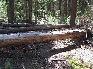 Logs over the trail