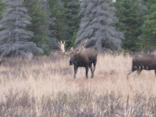 Moose in Chugach State Park