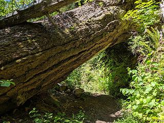 Big tree over Suiattle River Trail at 2 mi, with 7' clearance