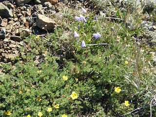 Flowers on Buckhorn.