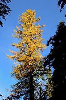Western larch rising above the shadows