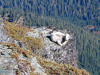 As I reached the summit of White Chuck Mtn., this young goat was lazing in the sun on this ledge.