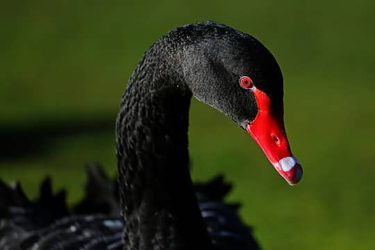 29- Black Swan