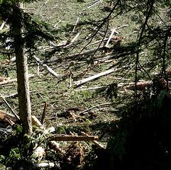 Debris near the creek