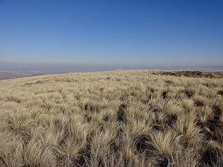 The large summit area of Bracken Point is covered with native bunchgrass. Invasive cheatgrass is more common nowadays.