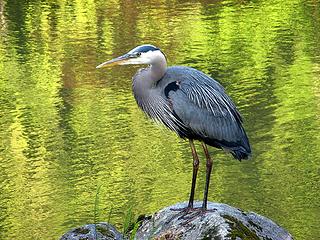 Heron at the Japanese Garden