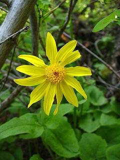 Wildflower along Puffer Butte Trail, Blue Mountains, Southeast Washington.