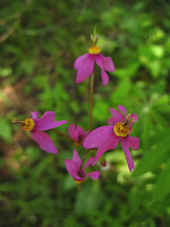 Wildflower along Puffer Butte Trail, Blue Mountains, Southeast Washington.