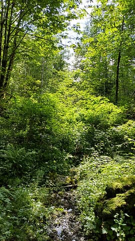 salmonberry jungle after the first ~mile