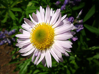 Subalpine Daisy