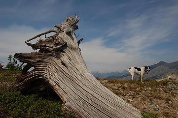 Log and dog