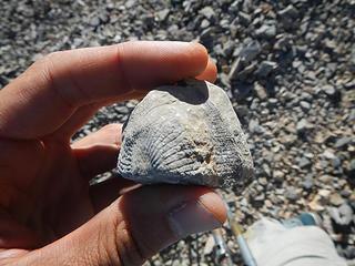 horn coral fossil