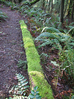 Mossy Log