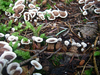 mystery shroom detail