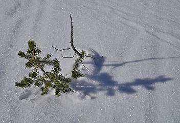 young Ent with Christmas tree. 
Dutchman Flat snowshoe 12/07/17 with Panny G85