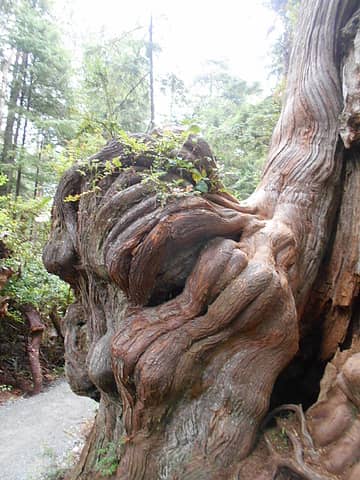 Kalaloch Western Red Cedar [i:88df020f05](Thuja Plicata)[/i:88df020f05] polished by visitors' hands
