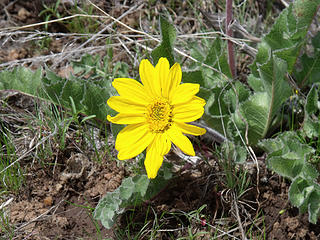 Carey's Balsamroot brightens the stony meadows of the Blue Mountains near Ukiah, OR