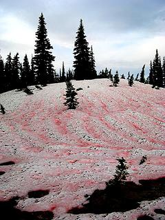 Bloodstained snow