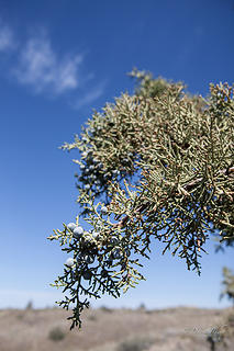 Namesake Juniper