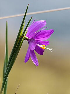 satin flower