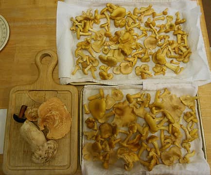 chanterelle and more