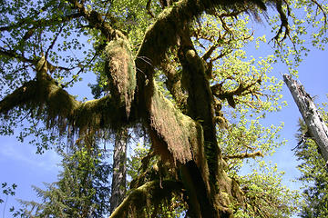 Spanish moss extends more than a yard down from the ancient bows of this maple.