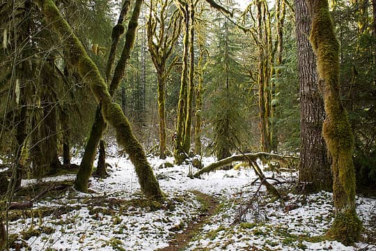 Snow Along the Duckabush