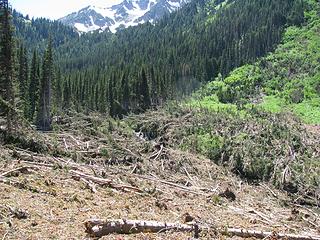 Avalanche, upper Gray Wolf trail