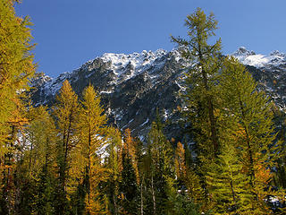 Maude and larches