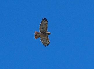 Hawk above the summit