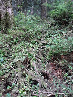 trail tread across root tangles